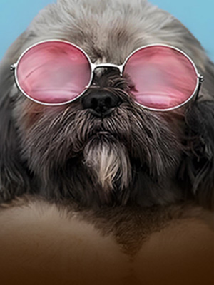 PET CARE